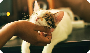 white cat