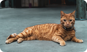 orange cat