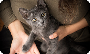 dark-gray cat